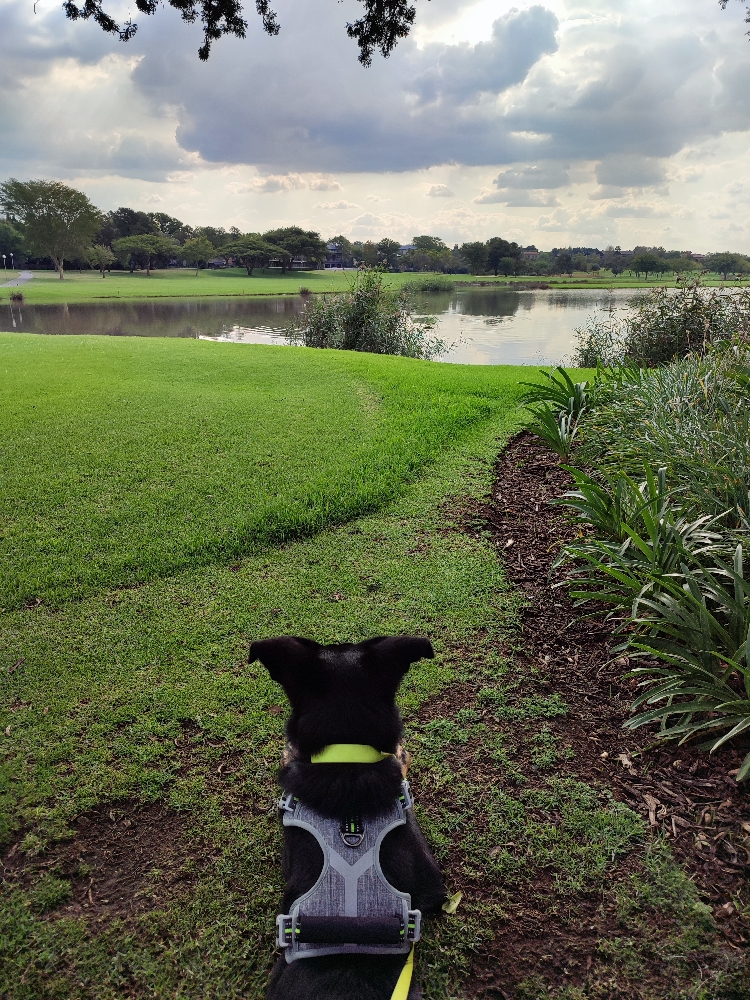 Mia Has Been Safely Imported From Germany to South Africa