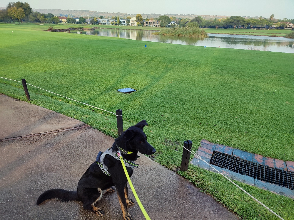 Mia Has Been Safely Imported From Germany to South Africa