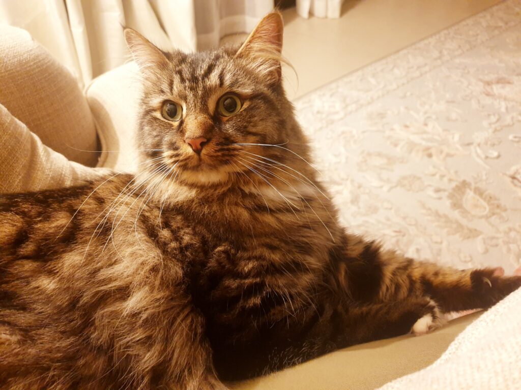 Mowgli is Safe and Sound in UAE 🐶❤️