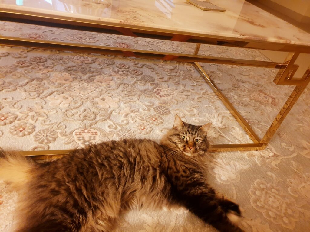 Mowgli is Safe and Sound in UAE 🐶❤️