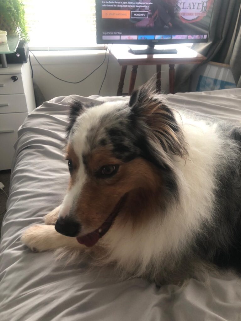 Olive Enjoying Her First Walk on the Beach in New Zealand 🐶❤️🇳🇿