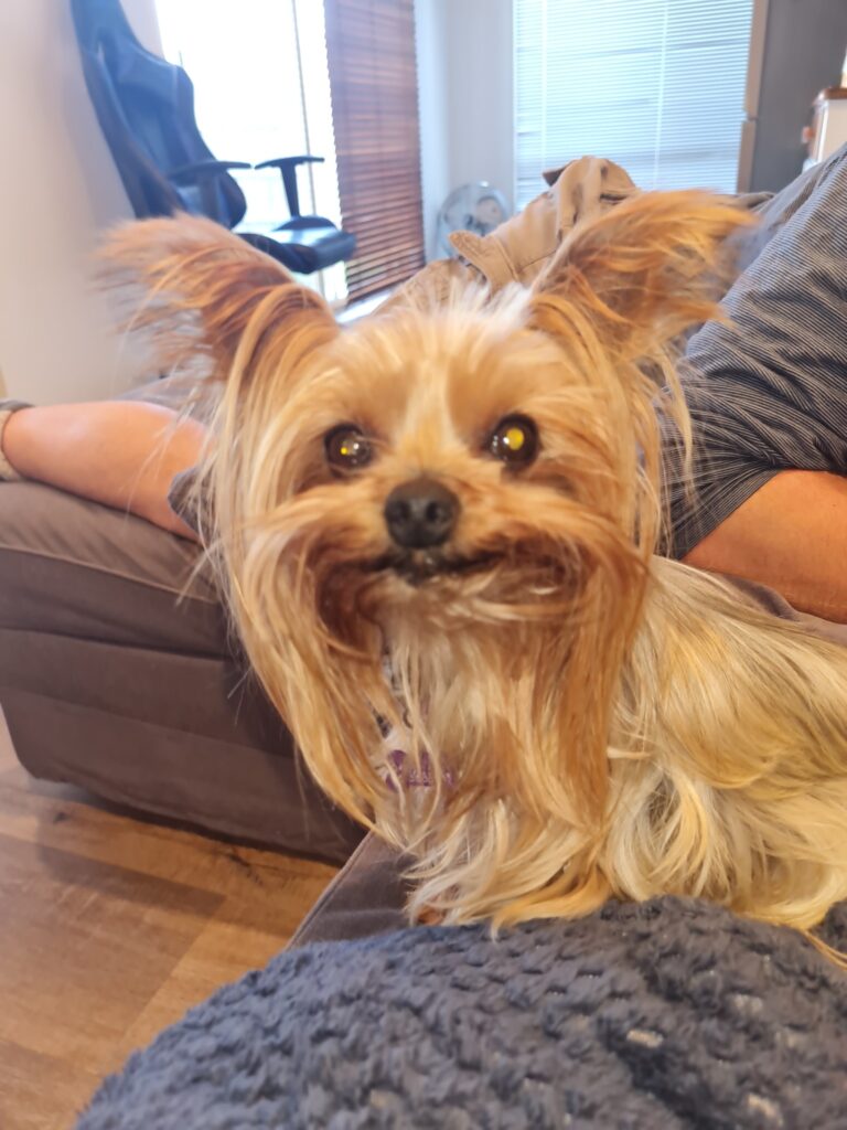 Pixie and Goofy Have Joined Their Mom in Australia 🐶❤️🇦🇺