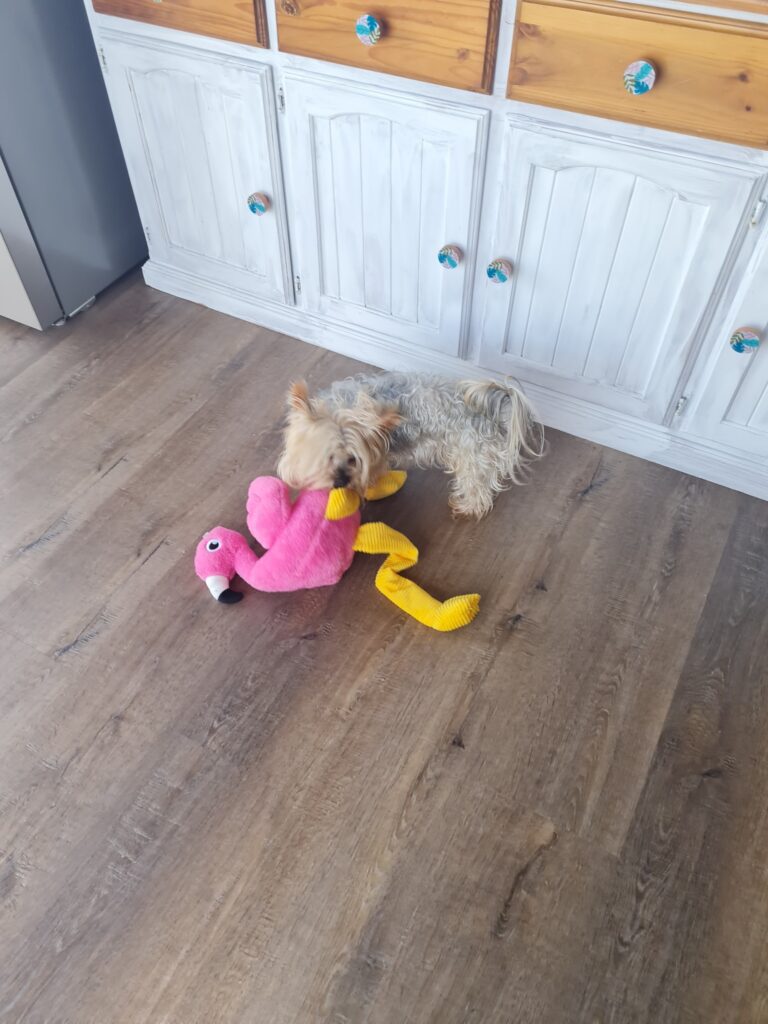 Pixie and Goofy Have Joined Their Mom in Australia