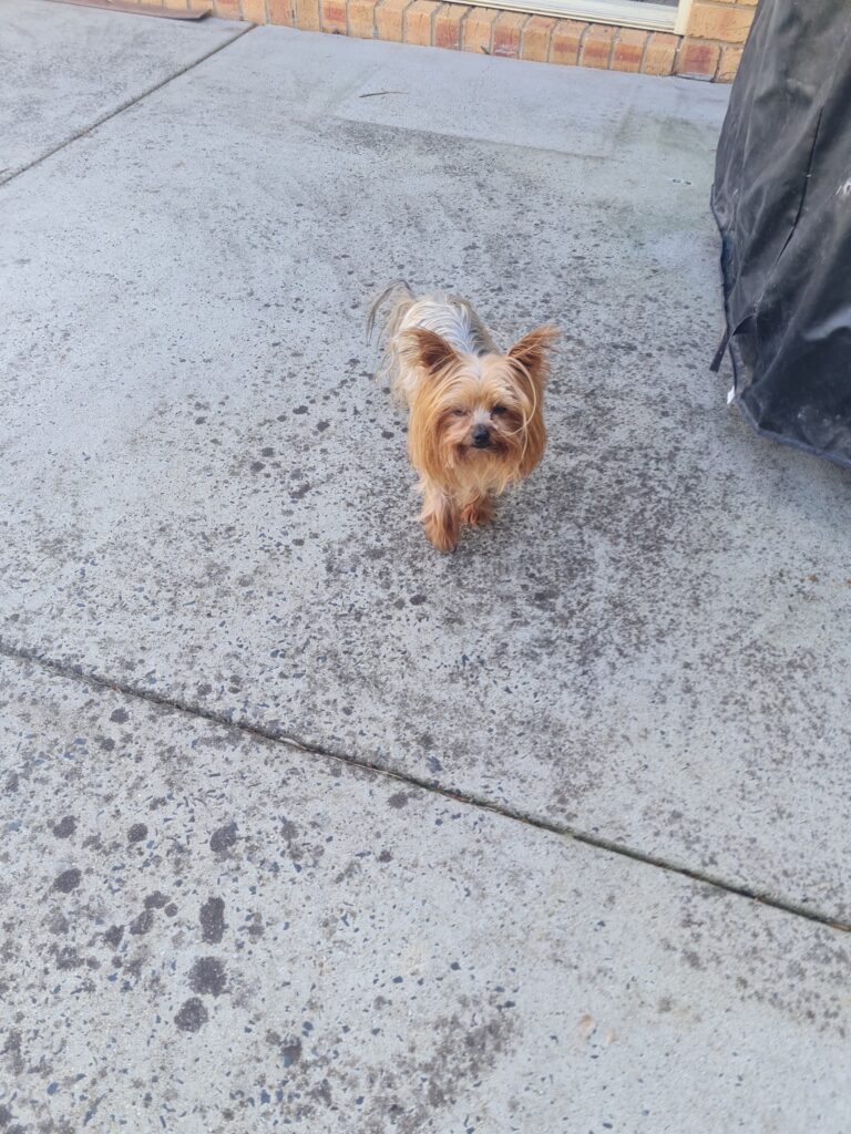 Pixie and Goofy Have Joined Their Mom in Australia