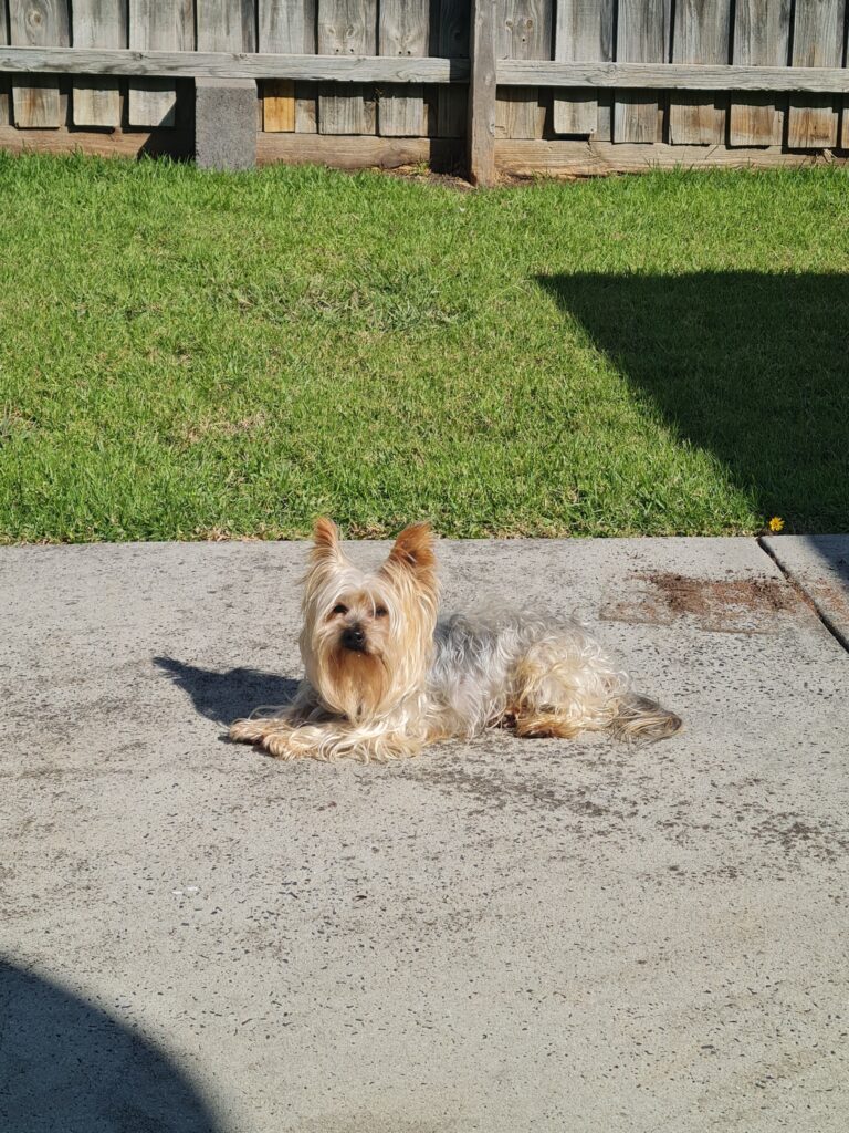 Pixie and Goofy Have Joined Their Mom in Australia