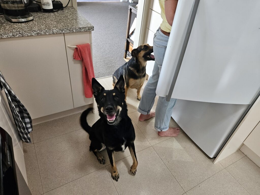 Reunited in New Zealand - Lilly And Rex 🐶❤️🇳🇿