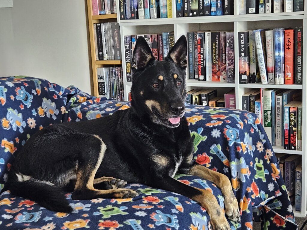 Reunited in New Zealand - Lilly And Rex 🐶❤️🇳🇿