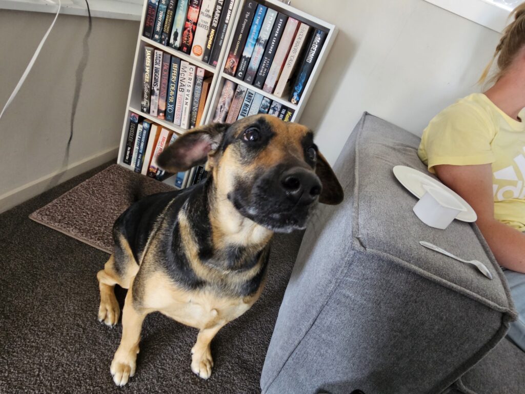 Reunited in New Zealand - Lilly And Rex 🐶❤️🇳🇿