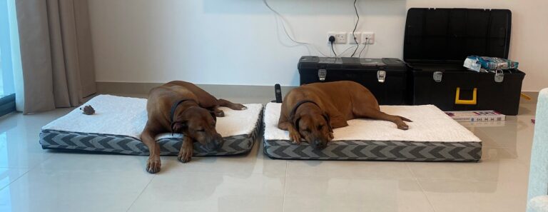 Skye and Riley Have Joined Their Family in Dubai 🐕❤️🇦🇪