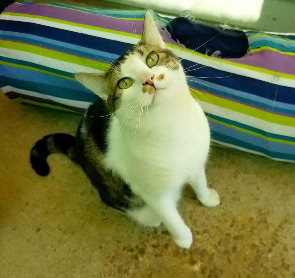 Holiday Vibes - Whisper and Felix 🐈💖🐈