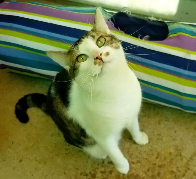 Holiday Vibes - Whisper and Felix 🐈💖🐈