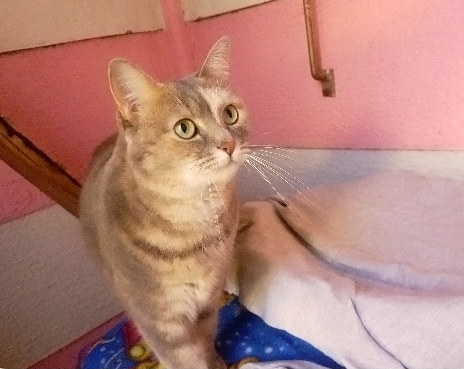 Holiday Vibes - Whisper and Felix 🐈💖🐈