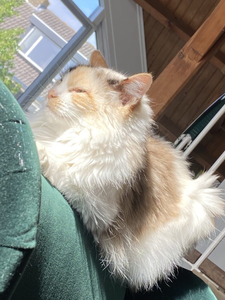 Winston, Louise, Griffin, Sunny, Cher, and Rosie are Living Their Best Lives in the Netherlands ❤️🐈🇳🇱