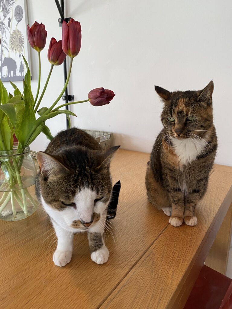 Winston, Louise, Griffin, Sunny, Cher, and Rosie are Living Their Best Lives in the Netherlands ❤️🐈🇳🇱