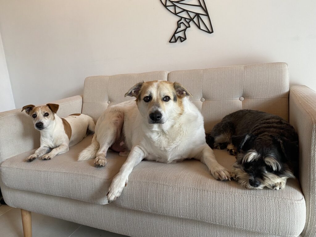 Winston, Louise, Griffin, Sunny, Cher, and Rosie are Living Their Best Lives in the Netherlands ❤️🐈🇳🇱