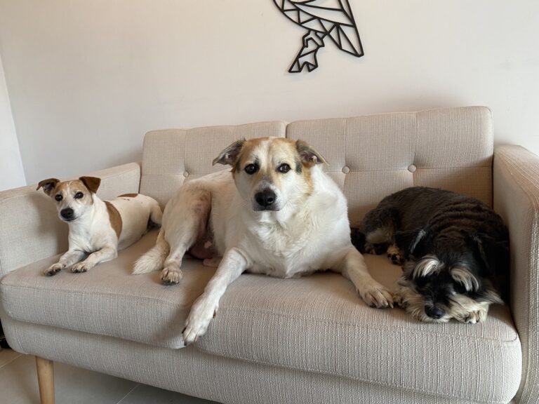 Winston, Louise, Griffin, Sunny, Cher, and Rosie are Living Their Best Lives in the Netherlands ❤️🐈🇳🇱