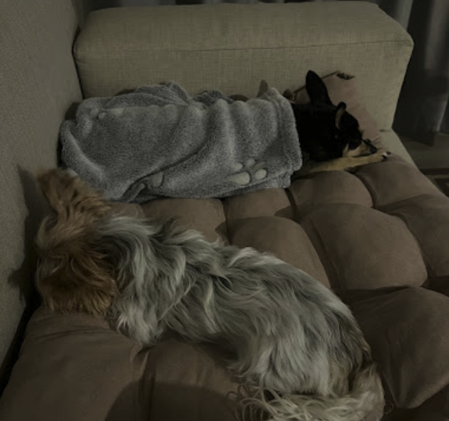 Abby and Vida Have Joined Their Mom in the United Arab Emirates (UAE)