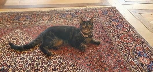 Another Happy Homecoming: Zindzi in Her New Home in Switzerland