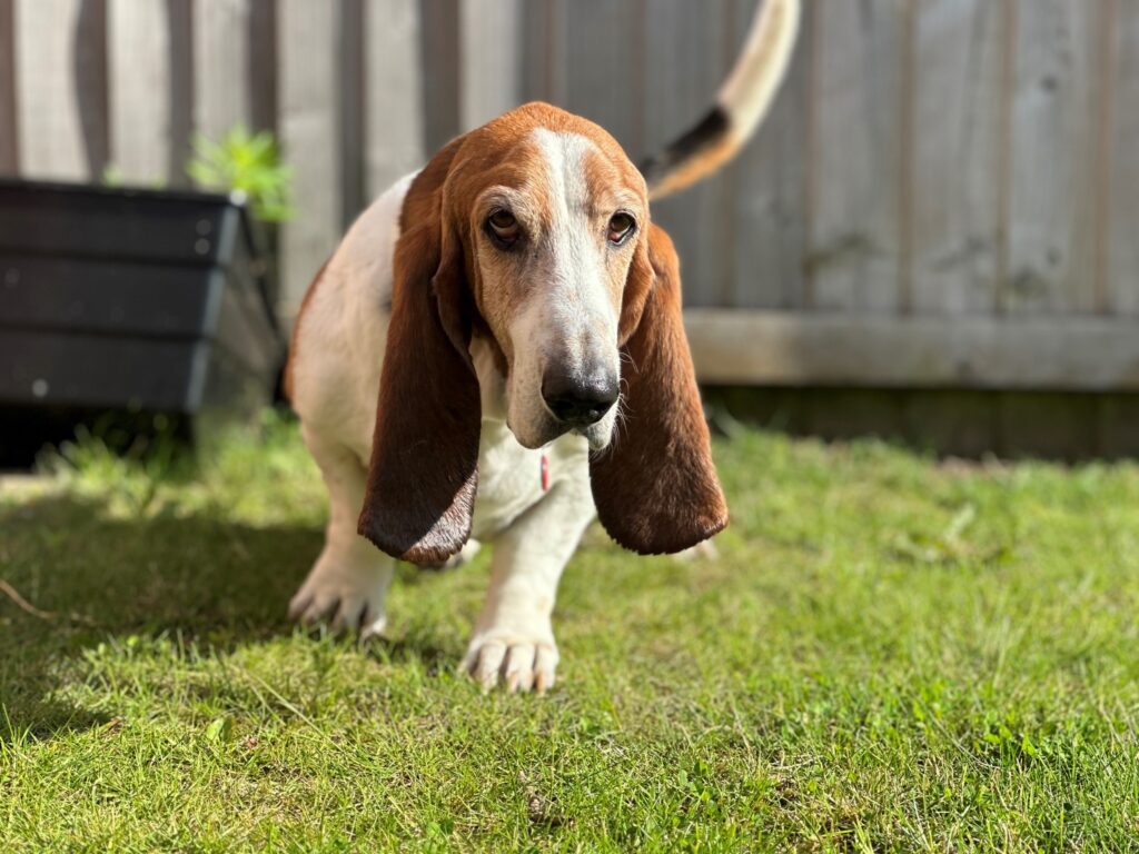 Benji and Kenzo (one of our 50th birthday luck draw discount winners) are Safe and Sound in the UK Keringa-Petwings Pet Transport Testimonials 2