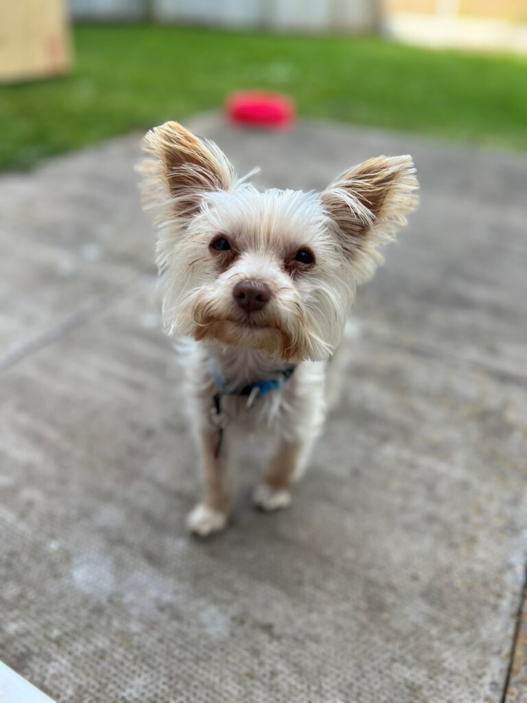 Benji and Kenzo (one of our 50th birthday luck draw discount winners) are Safe and Sound in the UK Keringa-Petwings Pet Transport Testimonials 2