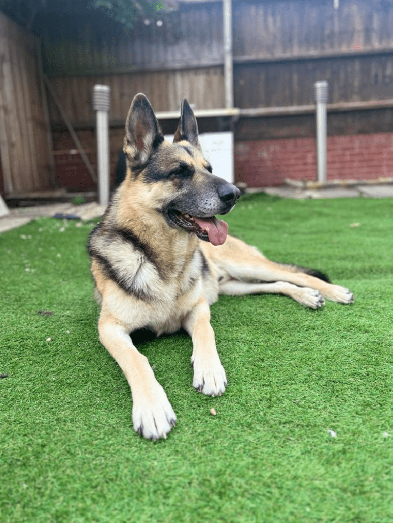 Diesel Has Arrived Safely in the UK 🐕❤️🇬🇧