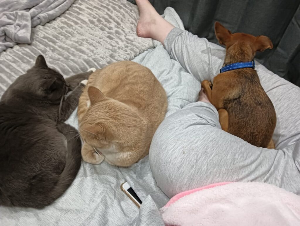 From JNB to CPT: Malone, Willow, and Wyatt 🐕❤️🇿🇦