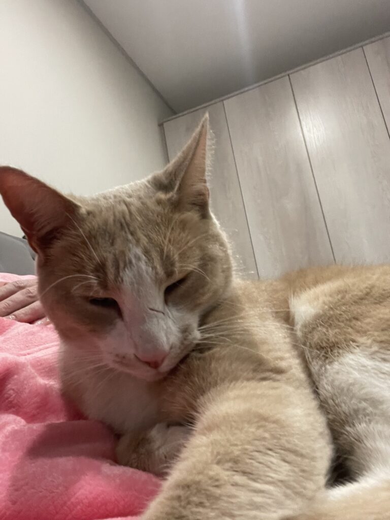 From JNB to CPT: Malone, Willow, and Wyatt 🐕❤️🇿🇦