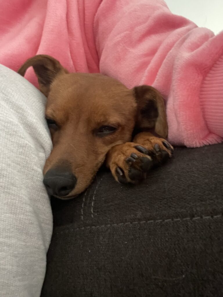 From JNB to CPT: Malone, Willow, and Wyatt 🐕❤️🇿🇦