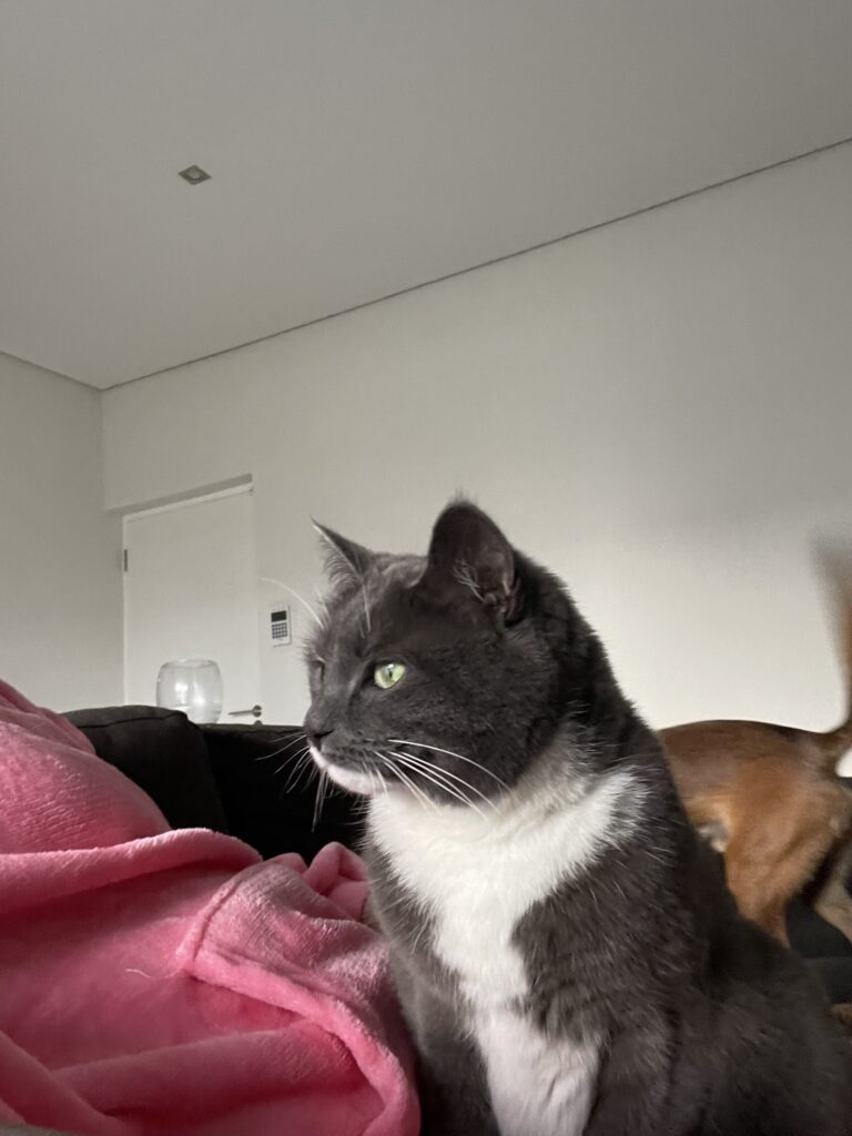 From JNB to CPT: Malone, Willow, and Wyatt 🐕❤️🇿🇦