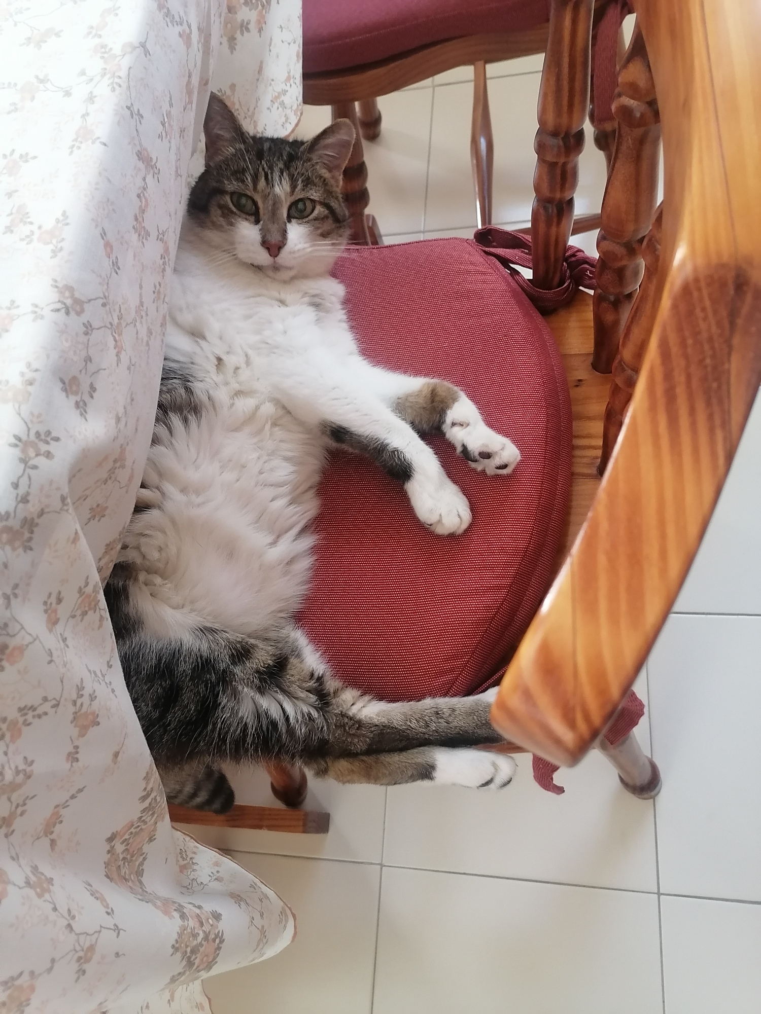 Jessie is Safe and Sound in Portugal 🐈❤️🇵🇹