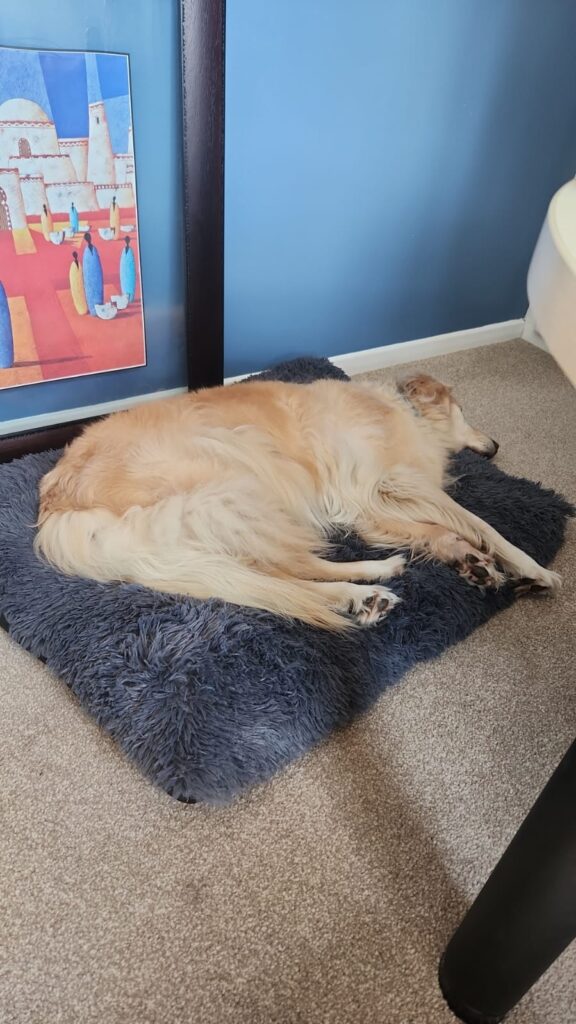 Maya and Maddie – Relaxing in Their New Home in the UK 🐕❤️🇬🇧