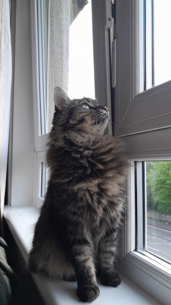 Mia Has Arrived Safely in Scotland