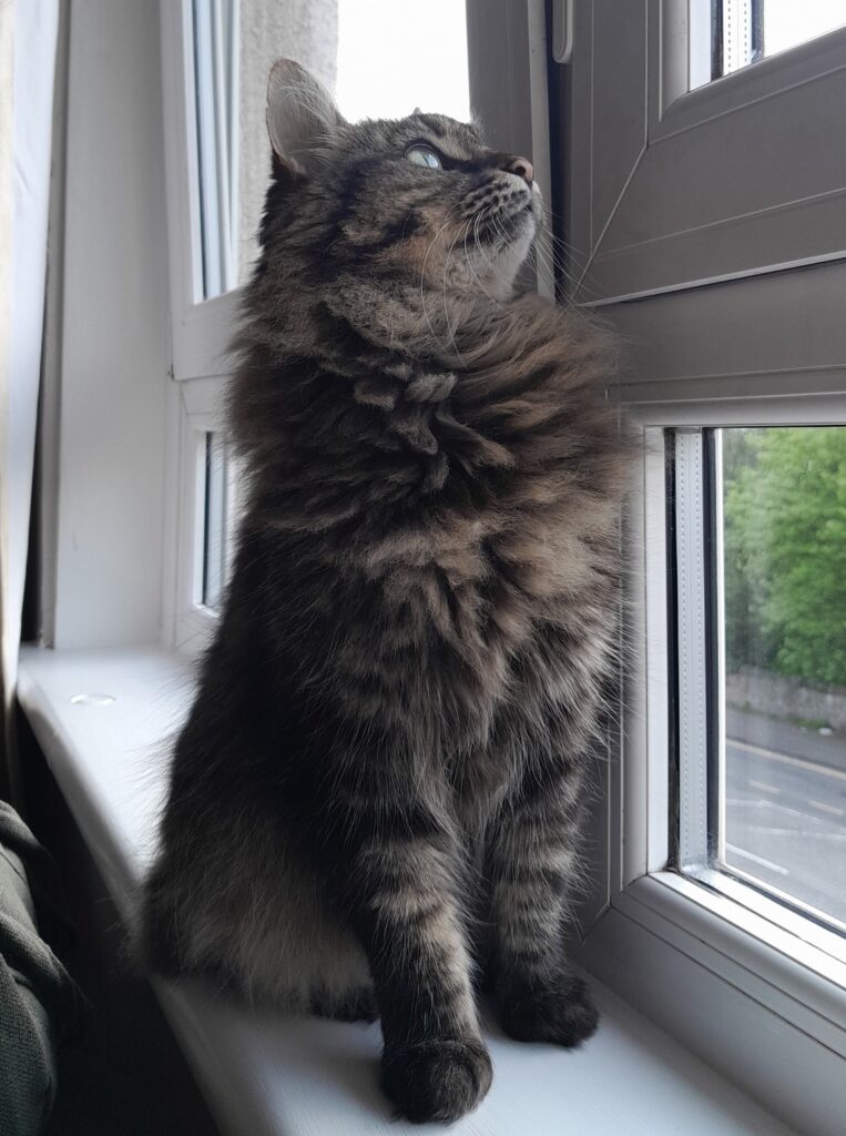 Mia Has Arrived Safely in Scotland