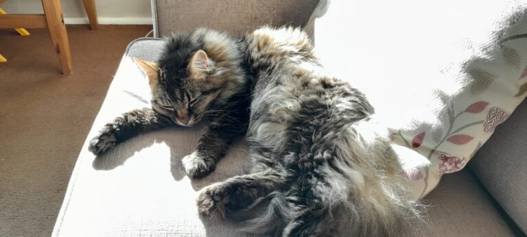 Mia Has Arrived Safely in Scotland