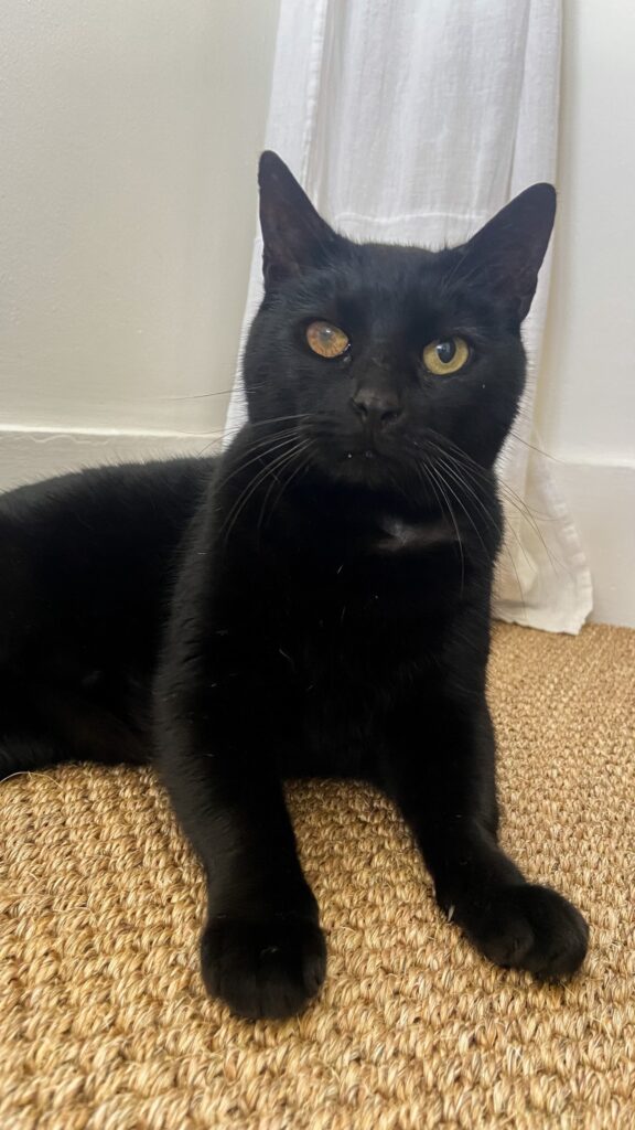 Olive and Moon are Safe and Sound in the UK 🐈🇬🇧🐕