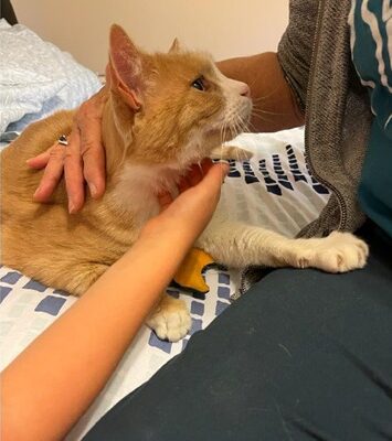 Roo is Safe and Sound in Canada With His Humans ❤️🐈🇨🇦