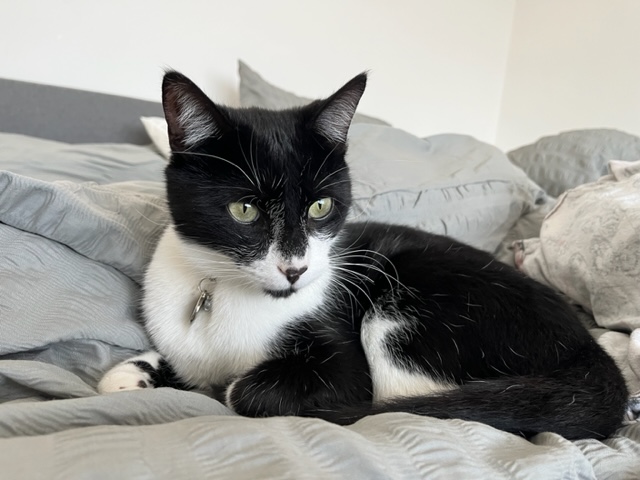 Sebie and Olly Have Arrived Safely in the UK 🐈❤️🇬🇧