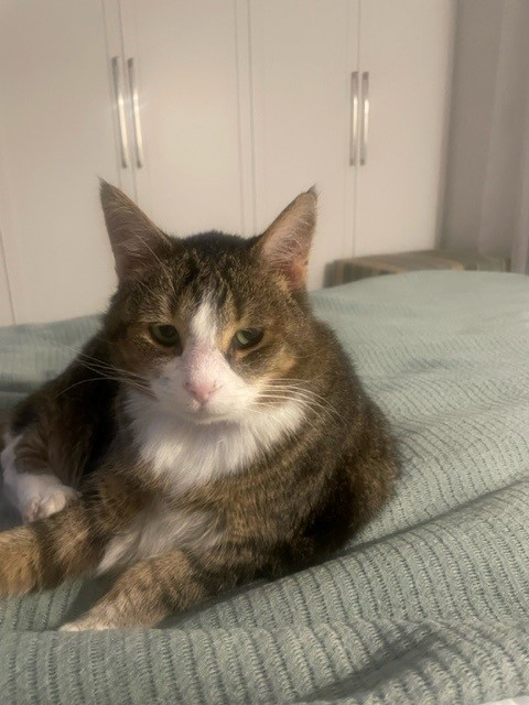 Sheba, Candy, and Cheetah Have Arrived Safely in Australia 🇦🇺🐈❤️