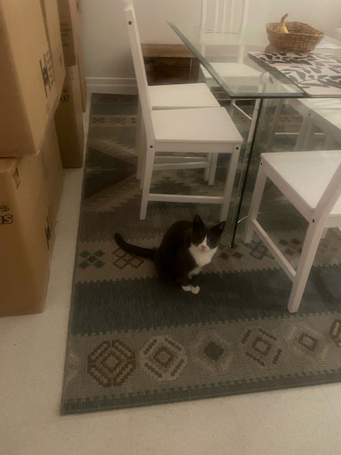 Sheba, Candy, and Cheetah Have Arrived Safely in Australia 🇦🇺🐈❤️