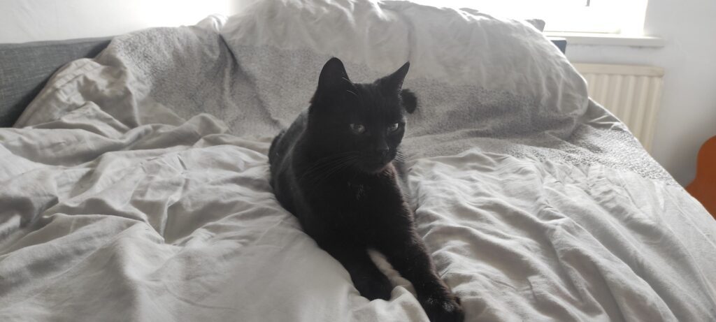 Coal has Arrived Safely in Ireland ❤🐈‍⬛🇮🇪