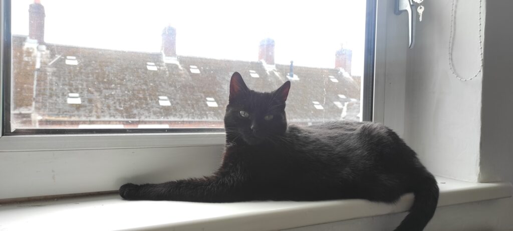 Coal has Arrived Safely in Ireland ❤🐈‍⬛🇮🇪