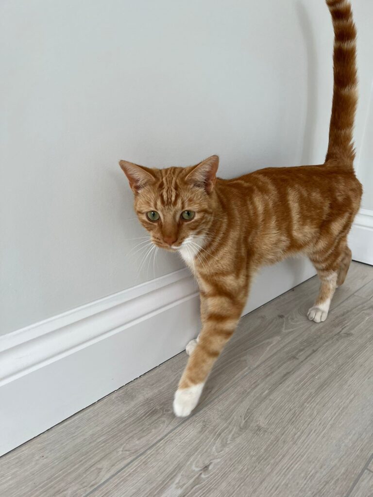 Crumbles, Smokey, and Chase are Safe and Sound in the UK 🐈🇬🇧🐕