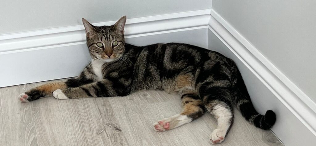 Crumbles, Smokey, and Chase are Safe and Sound in the UK 🐈🇬🇧🐕