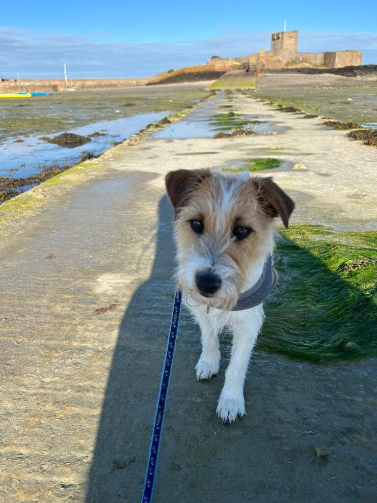 Crumbles, Smokey, and Chase are Safe and Sound in the UK 🐈🇬🇧🐕