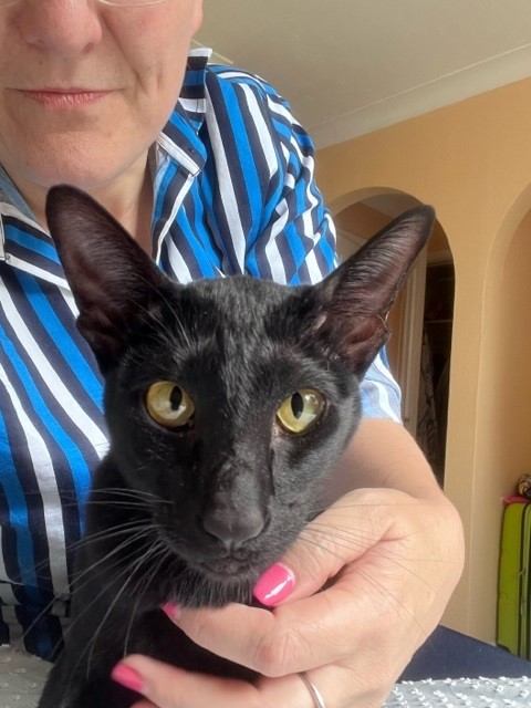 Inky and Sapantha are Safe and Sound in the UK ❤🐈🇬🇧