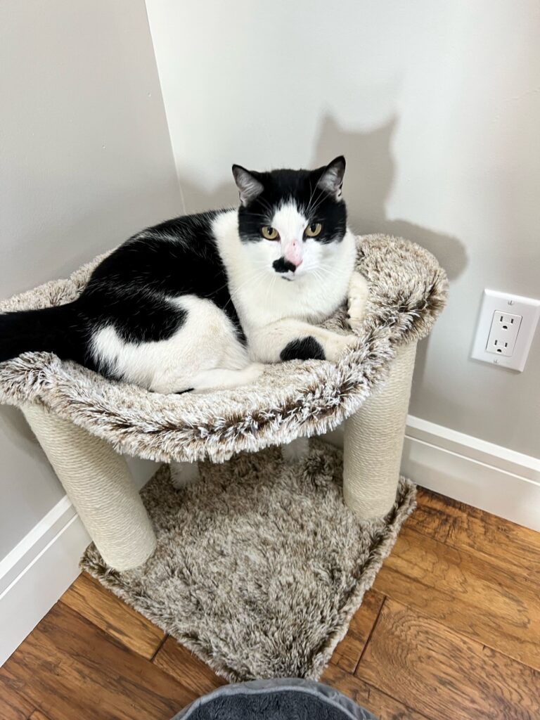 Leeu and Ben are Safe in Saskatoon, Canada ❤️🐈🇨🇦