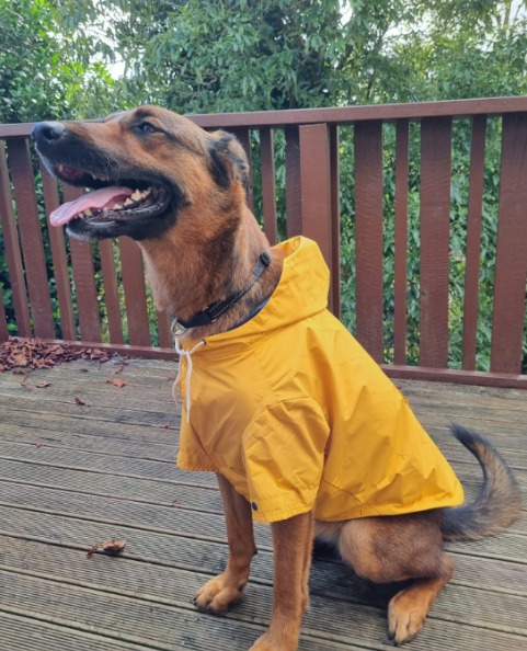 Leia Has Arrived Safely in New Zealand Keringa-Petwings-Pet-Transport