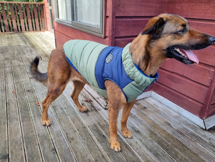 Leia Has Arrived Safely in New Zealand Keringa-Petwings-Pet-Transport