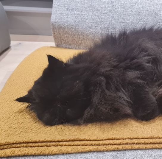 Liquorice is Safe and Sound in Cape Town ❤️🐈🇿🇦