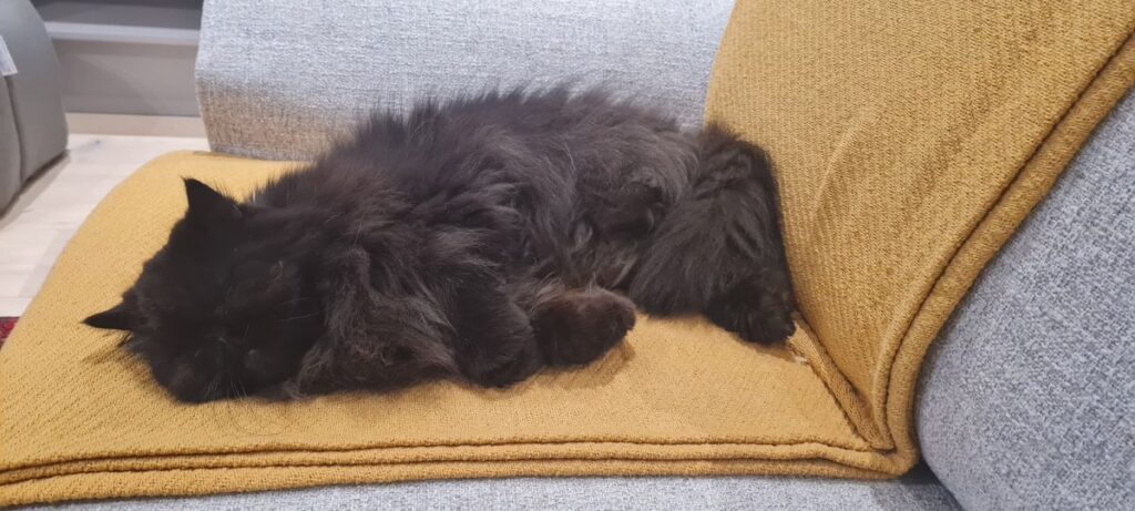 Liquorice is Safe and Sound in Cape Town ❤️🐈🇿🇦